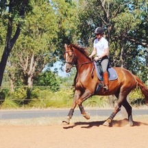 Young warmblood in dressage training with sophie warren and portland jones
