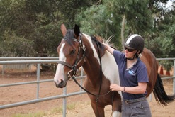 Foundation training or breaking in begins in-hand with sophie warren and warmblood
