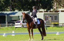 Eminence cross country eventing thoroughbred